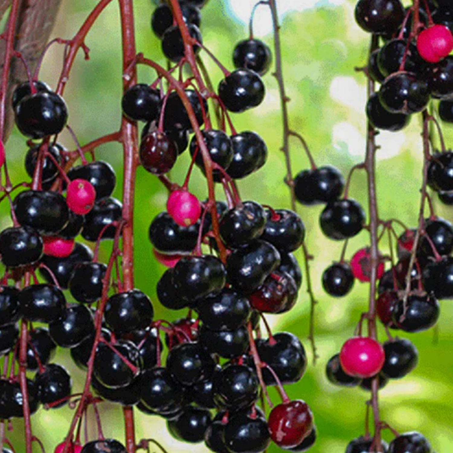 Chamaliang Fruit (Lepisanthes Fruticosa) Seedling Fruit Plant (Home & Garden Plants)