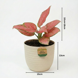 Aglaonema Pink Anjamani Live Plant in Verona 15cm Eco Planter (Cream) | Indoor Air-Purifying Decorative Plant | Low-Maintenance | Ideal for Home & Office Décor