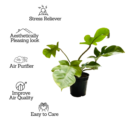 hairy philodendron care Philodendron Squamiferum / Hairy Philodendron