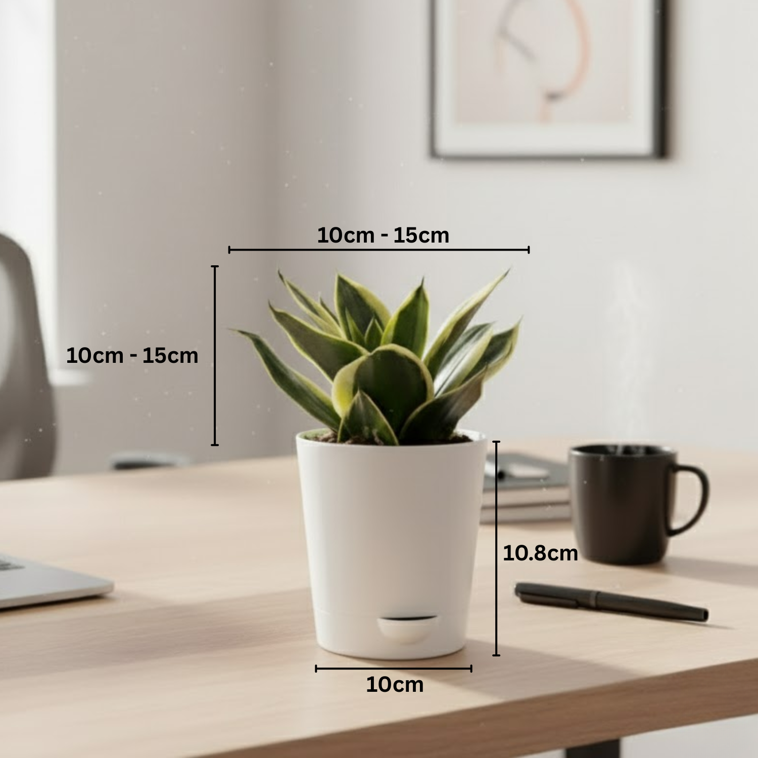 Sansevieria Golden Hahnii (Snake Plant) In 4 Inch Self-watering Pot | Indoor Air-Purifying | Compact & Low-Maintenance | Ideal for Home & Office Décor (Pot Colour May Vary On Availability)