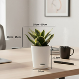 Sansevieria Golden Hahnii (Snake Plant) In 4 Inch Self-watering Pot | Indoor Air-Purifying | Compact & Low-Maintenance | Ideal for Home & Office Décor (Pot Colour May Vary On Availability)
