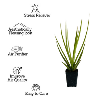 bacularis plant air purifier Silver Mikado (Sansevieria bacularis)