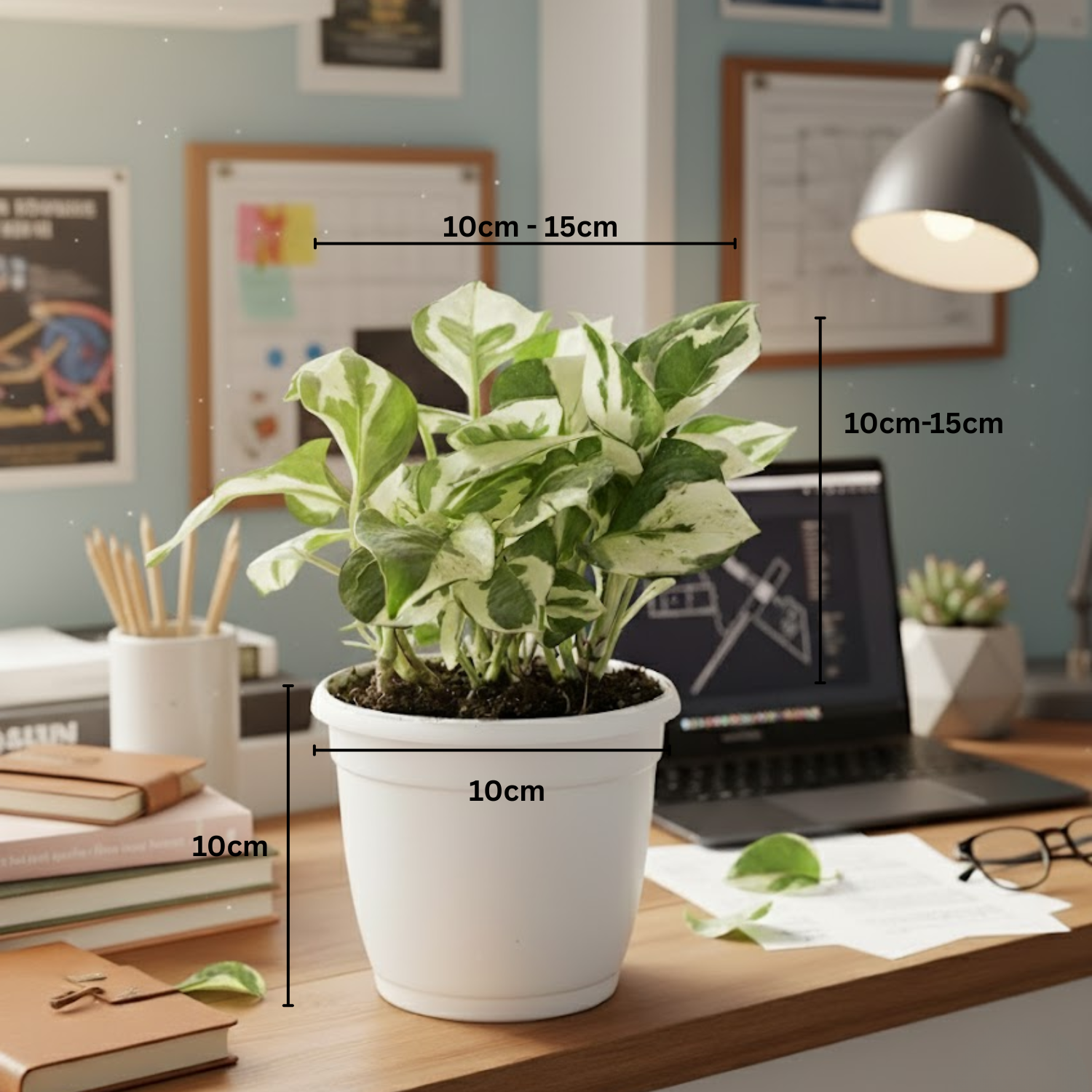 Scindapsus N’ Joy Pothos (Epipremnum aureum ‘N’Joy’) In 4 Inch Pot | Indoor Air-Purifying Variegated Money Plant | Ideal for Home & Office Décor