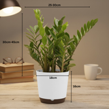 Green ZZ Plant (Zamioculcas zamiifolia) in Krish 18cm (7 Inch) Self-watering Pot | Indoor Air-Purifying | Low-Maintenance | Ideal for Home & Office Décor (Pot colour may vary on availability)