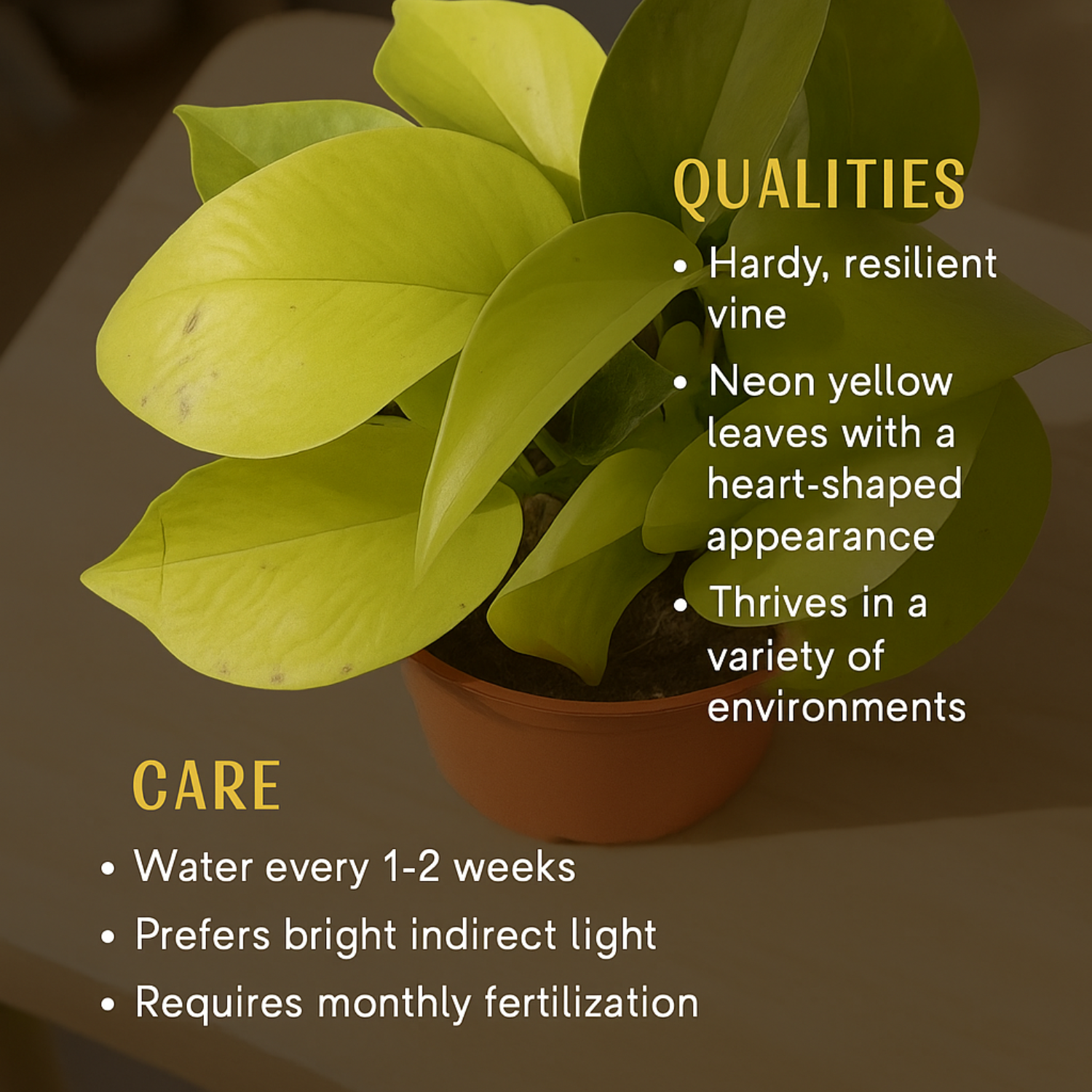 Golden Money Plant in 4 Inch Gower Pot (Epipremnum aureum) | Indoor Air Purifying Ornamental Live Plant | Easy to Grow | Ideal for Home, Office & Gifting