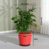 China Baby Doll Plant (Radermachera sinica) – Live Indoor Air-Purifying Plant in 18 cm Krish Self-Watering Pot | Low-Maintenance, Ornamental Houseplant for Home & Garden (Pot Colour Mary Depending On Availability)