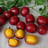 Red Mombin Fruit (Spondias purpurea) Seedling Fruit Plant (Home & Garden Plants)