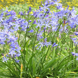 Agapanthus Blue | African Lily Flowering/Ornamental Live Plant (Home & Garden)