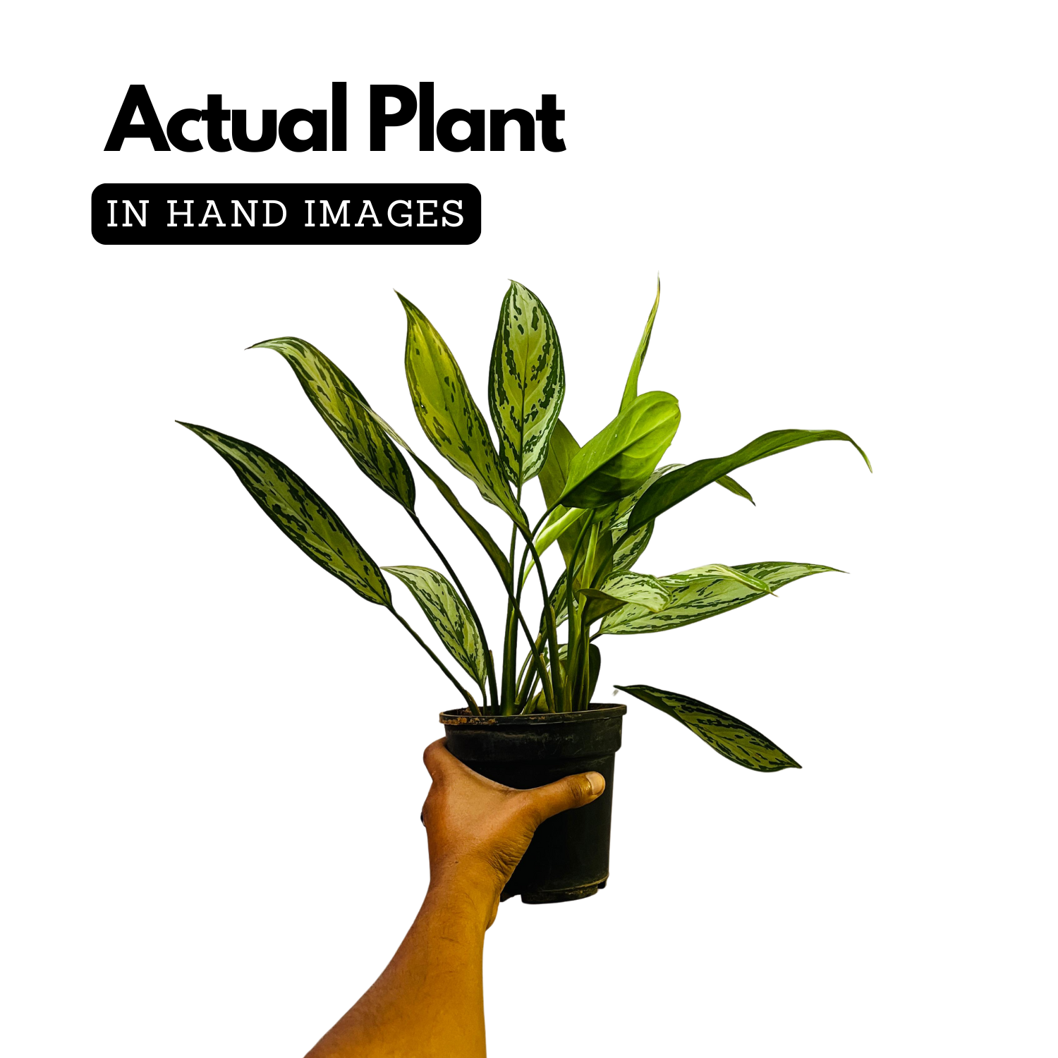 Aglaonema Silver Queen (Aglaonema commutatum) Live Plant (Home & Garden)