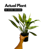 Aglaonema Silver Queen (Aglaonema commutatum) Live Plant (Home & Garden)