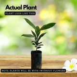 Yellow Mangosteen (Garcinia xanthochymus) Live Fruit Plant (Home & Garden)