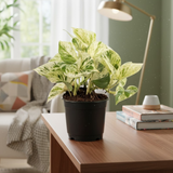 Money Plant Combo Set of 4 [Golden, Green, Marble Queen, N’Joy Pothos] Indoor Air-Purifying Live Plants for Home & Office Décor