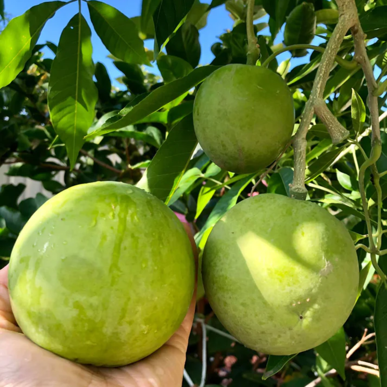 White Sapote Fruit (Casimiroa Edulis) Seedling Fruit Plant (Home & Garden Plants)