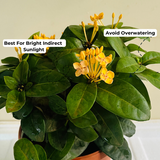 Yellow Ixora Miniature / Chethi (Ixora coccinea) Flowering/Ornamental Live Plant (Home & Garden)