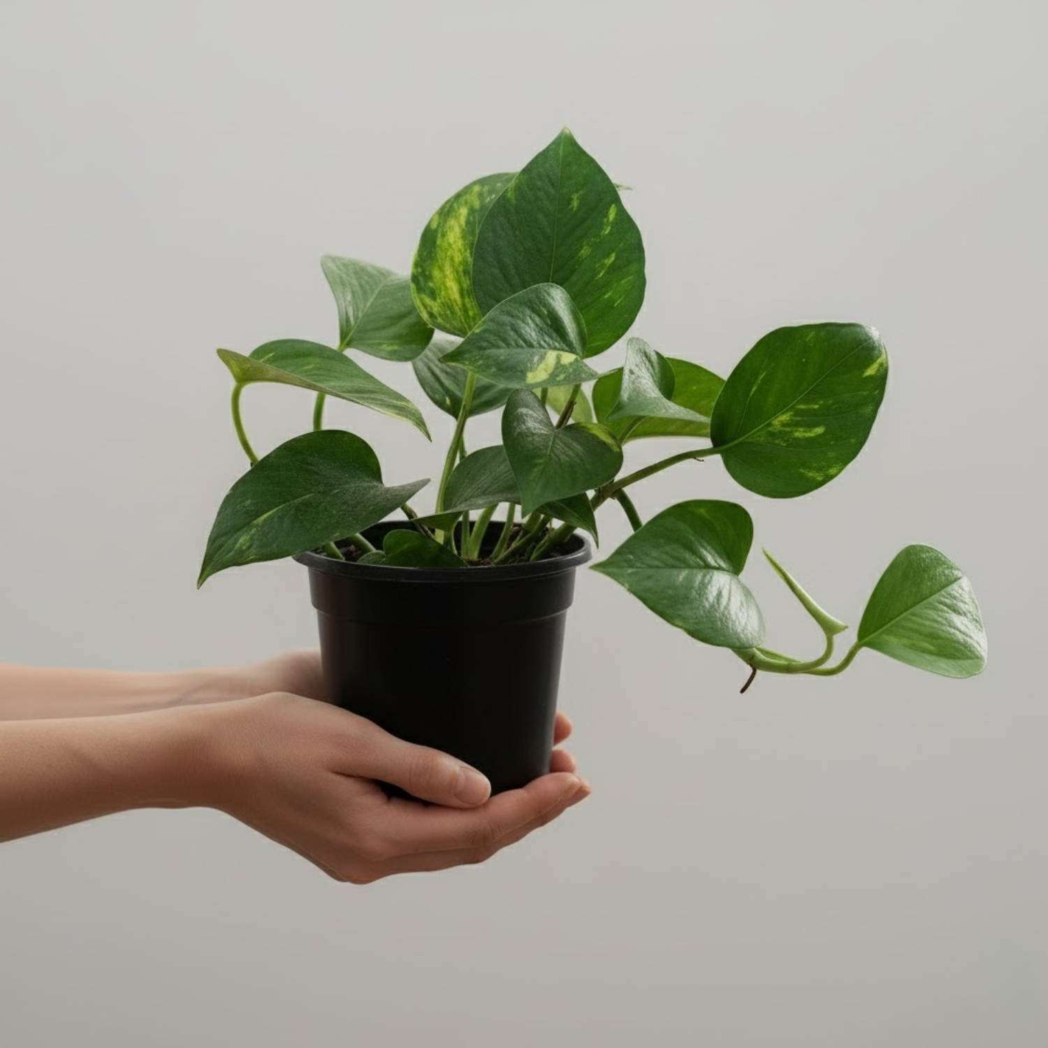 Green Money Plant (Epipremnum aureum) In 4 Inch Pot| Indoor Air Purifying Ornamental Live Plant | Easy to Grow | Ideal for Home, Office & Gifting