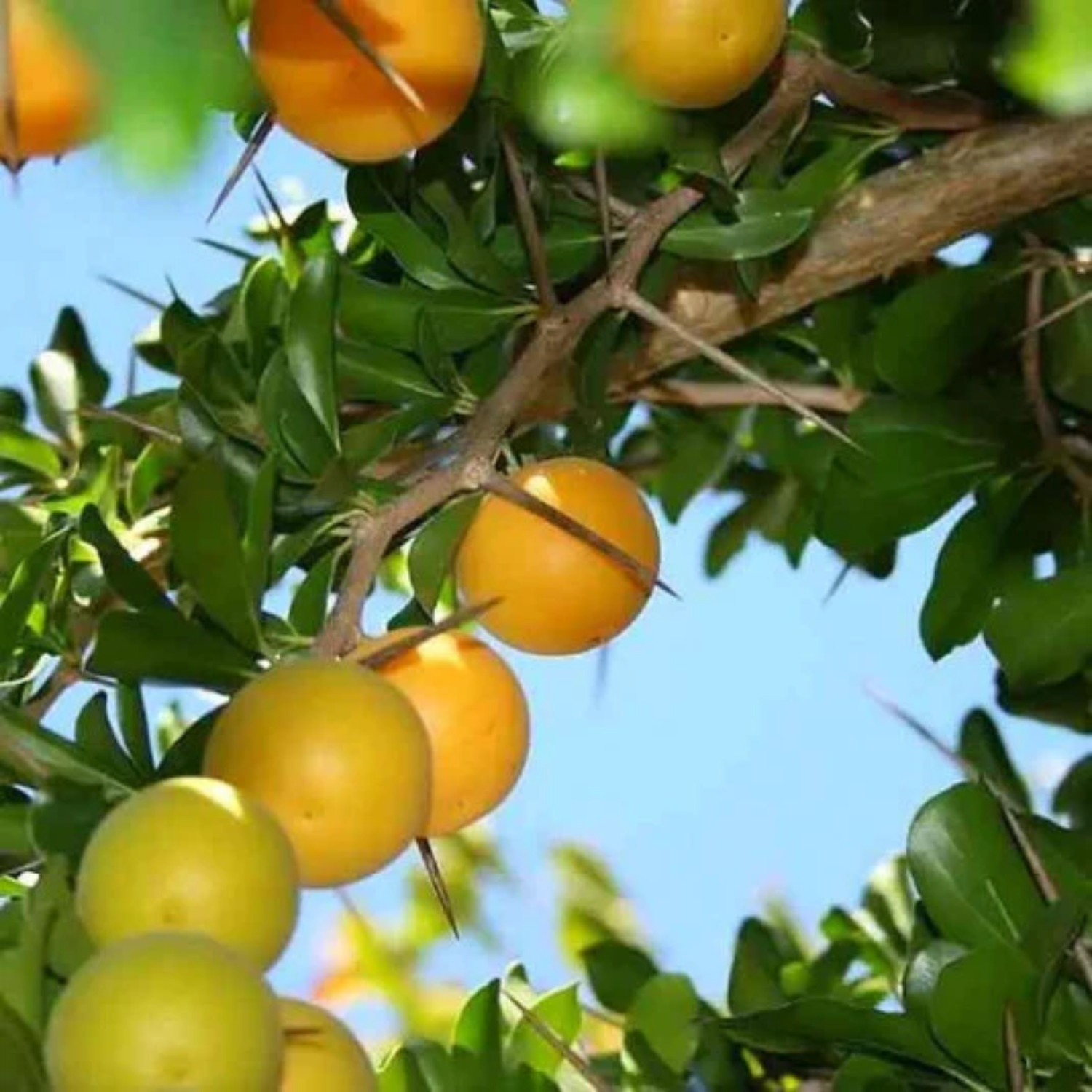 Kei Apple (Dovyalis caffra) Seedling Fruit Plant (Home & Garden Plants)