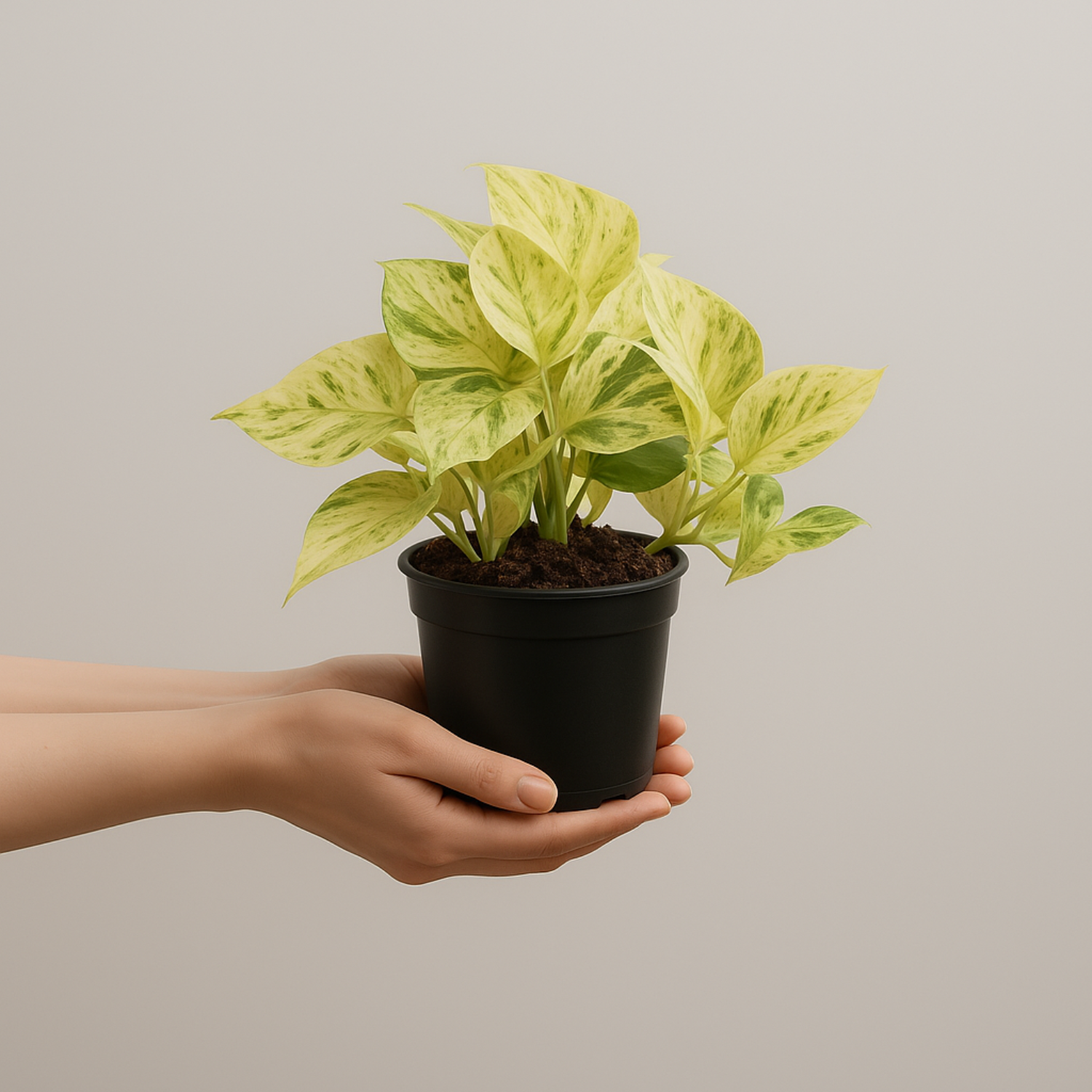 Marble Queen Money Plant (Epipremnum aureum ‘Marble Queen’) In 4 Inch Pot | Indoor Air-Purifying Decorative Live Plant For Home & Office