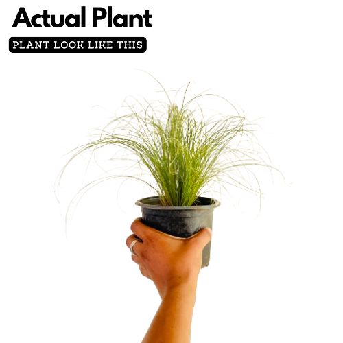 Mexican Feather Grass - Ornamental Plant Live Plant (Home & Garden)