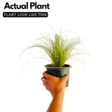 Mexican Feather Grass - Ornamental Plant Live Plant (Home & Garden)