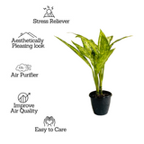 Dieffenbachia Star Bright - Live Plant (Home & Graden)