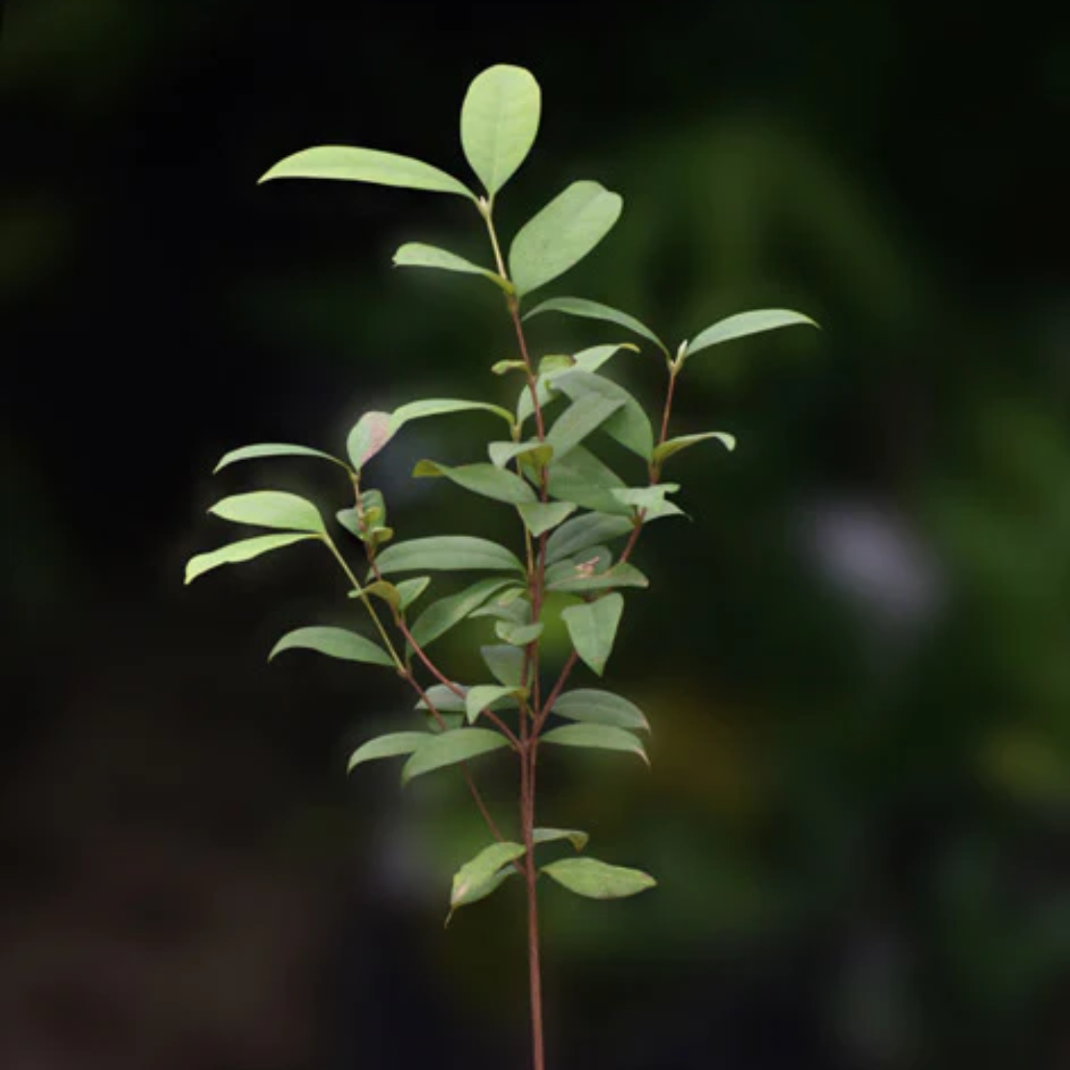 Cherry of the Paramirim Fruit (Eugenia Oblongata) SeedlingFruit Plant (Home & Garden Plants)