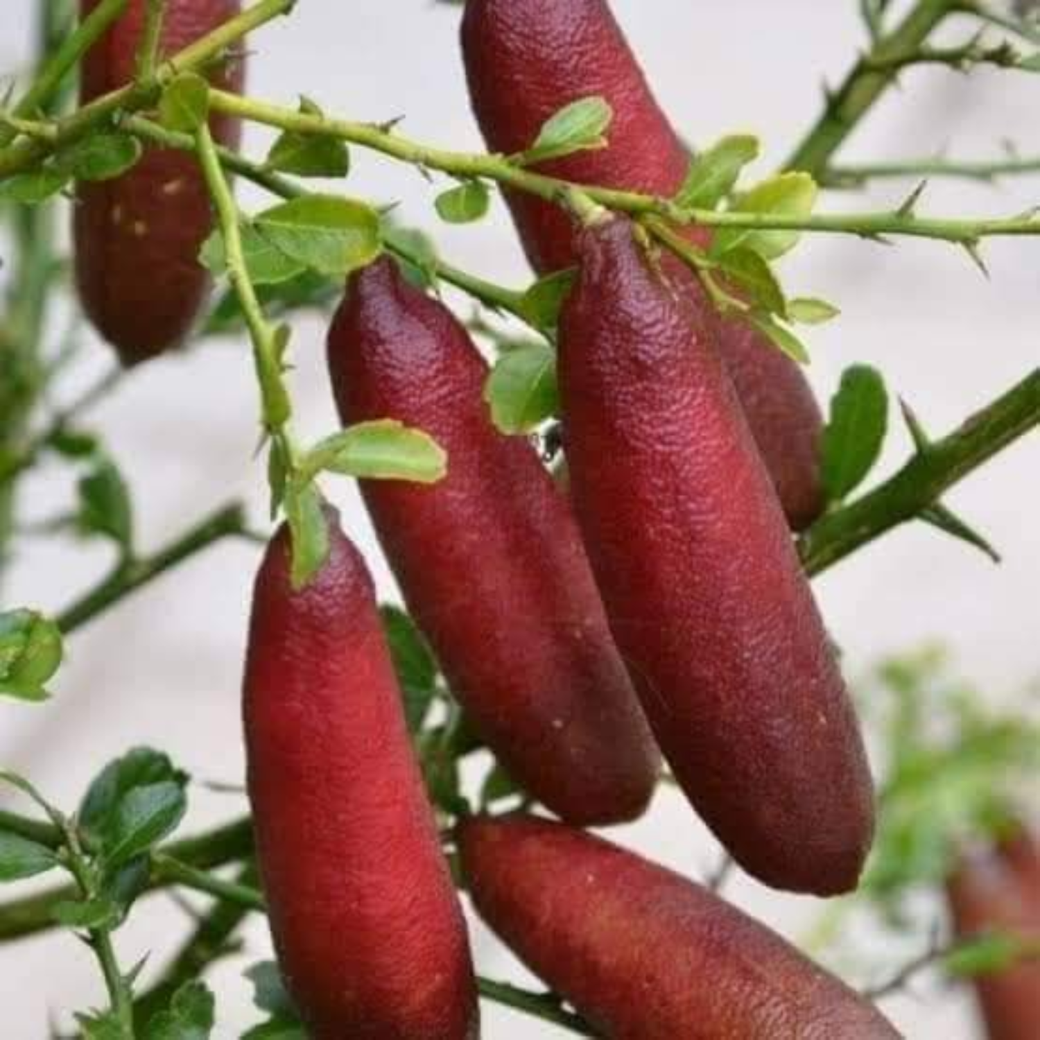 Finger Lime (Citrus australasica) Fruit Plant (Home & Garden Plants)
