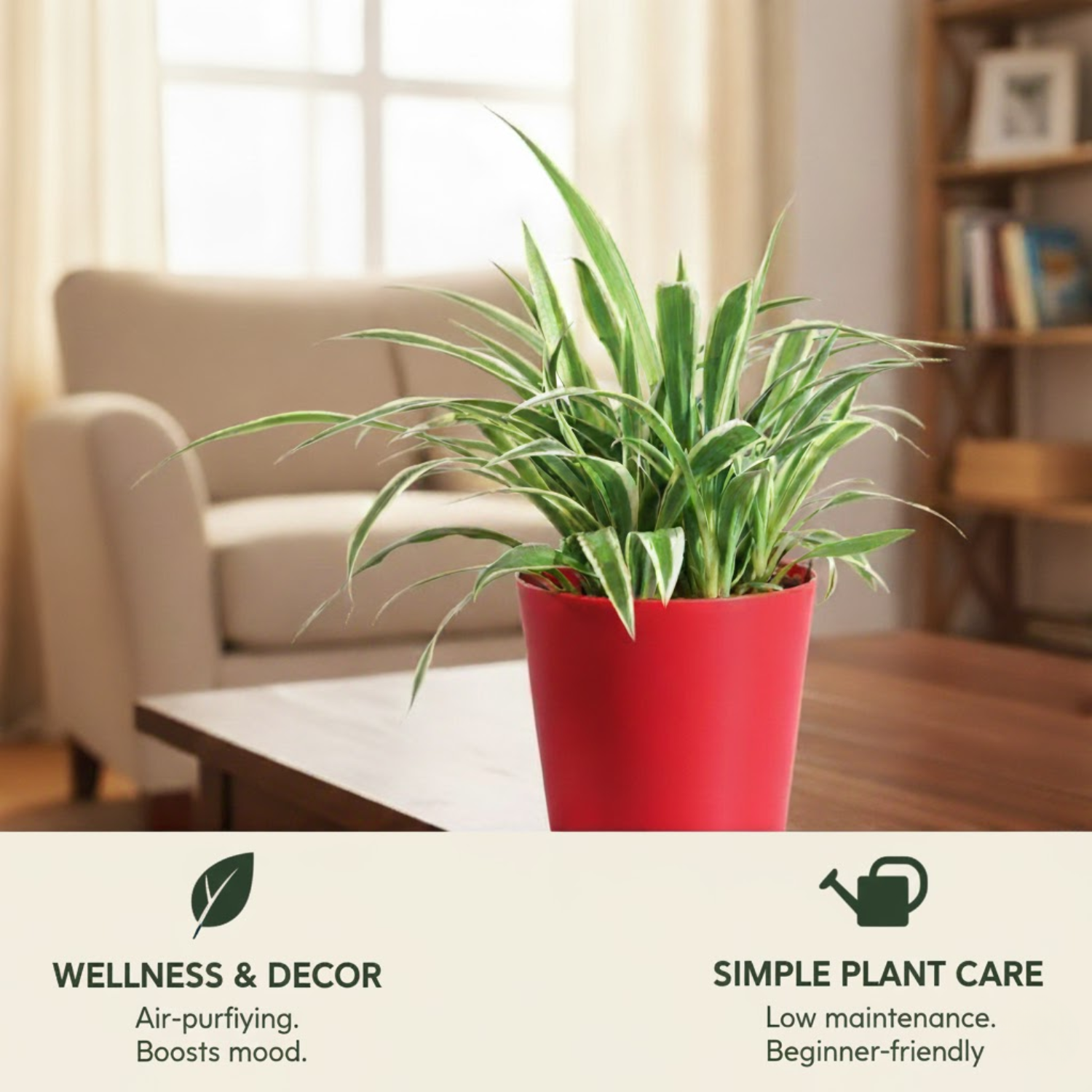 Hug A Plant | Spider Plant | Chlorophytum Live Air-Purifying Plant in 5-Inch Self-Watering Pot | Ideal for Home & Office Décor (Pot Colour May Vary Depending On Availability)