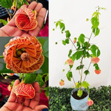 Bell Hibiscus Plant (Any Colour) | Colourful Bell-Shaped Flowers | Flowering /Ornamental Live Plant