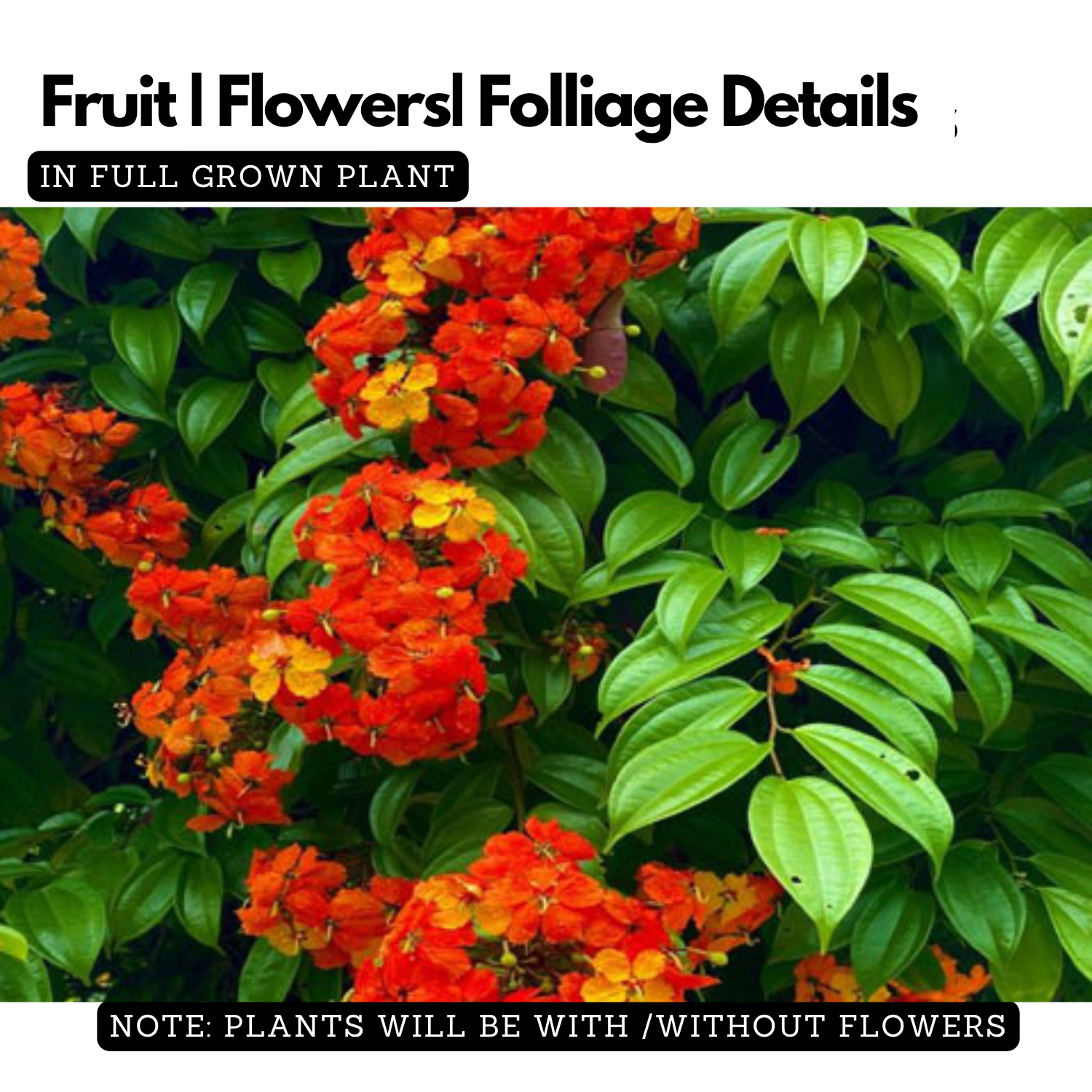 Bauhinia Coccinea Live Plant (Home & Garden)