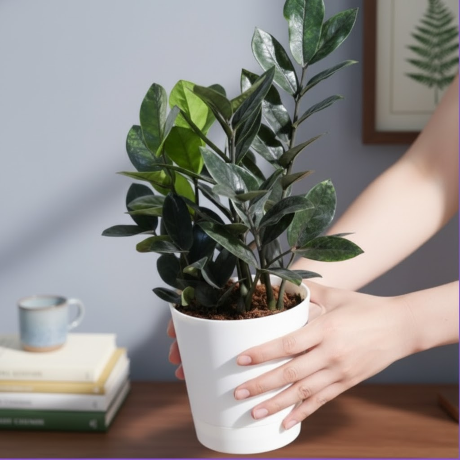 Black ZZ Plant (Raven Zamioculcas zamiifolia) in 5 Inch Slef-watering Pot | Indoor Air-Purifying | Low-Maintenance | Perfect for Home & Office (Pot Colour May Vary On Availability)