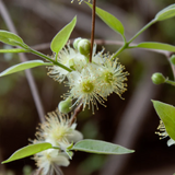 Ubajai Fruit (Eugenia Myrcianthes) Seedling Fruit Plant (Home & Garden Plants)