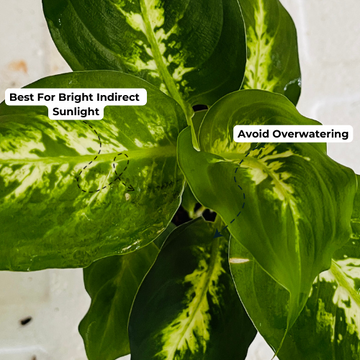 dieffenbachia sunlight Dieffenbachia Sparkles in 4 Inch Pot