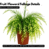 Fire Cracker White Live Plant (Home & Garden)