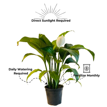 cupido peace lily care Spathiphyllum Cupido Peace Lily Large Flowered Flowering/Ornamental Li – Hug A Plant