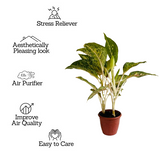 Aglaonema Hybrid Peacock- Live Plant (Home & Garden)