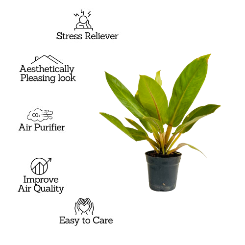 Philodendron Golden Melinonii - Live Plant (Home & Garden)