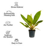 Philodendron Golden Melinonii - Live Plant (Home & Garden)
