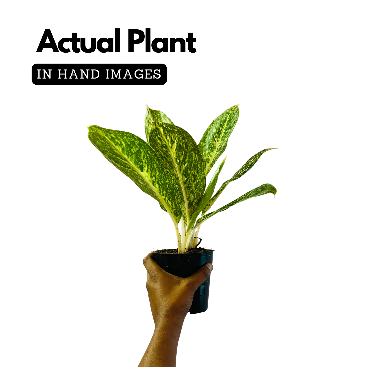 Aglaonema Butterfly (Aglaonema commutatum) Live Plant (Home & Garden)