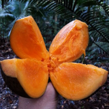Chupa Chupa Fruit (Quararibea Cordata) Seedling Fruit Plant (Home & Garden Plants)
