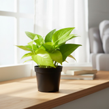 Combo of 4 Live indoor Plants | Set of 4 [Syngonium Pink Neon, Jade Mini, Money Plant Golden, Philodendron Oxycardium Green] | Indoor Air-Purifying Decorative Plants | Ideal for Home & Office Décor