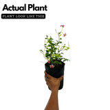 Madhumalati / Rangoon Creeper (Dwarf) (combretum indicum)- Flowering/Ornamental/Live Plant (Home & Garden)