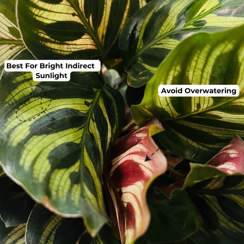 Calathea Makoyana - Live Plant (Home & Garden)
