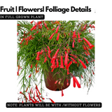 FireCrackerRed Live Plant (Home & Garden)