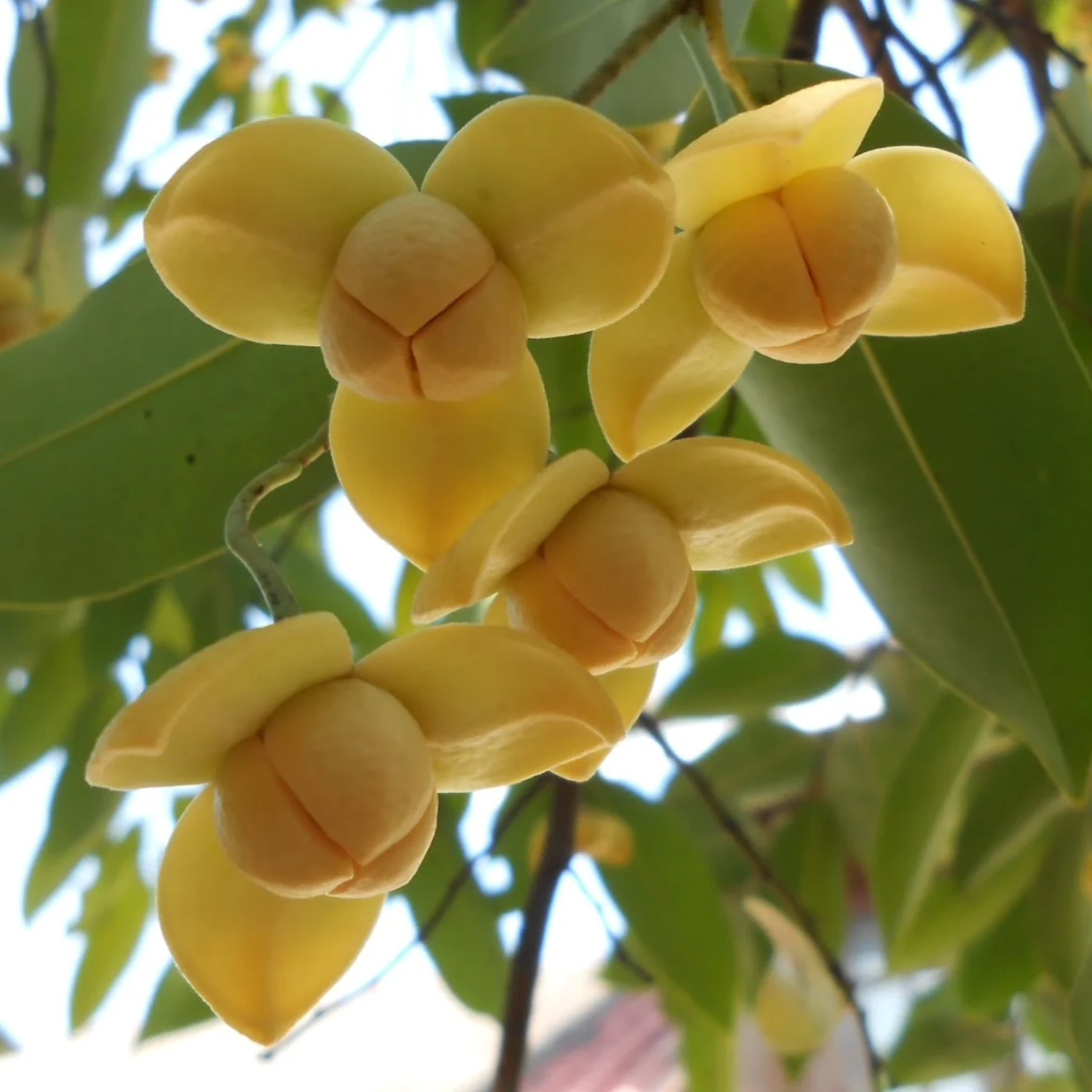 Rumdul Fruit (Sphaerocoryne Affinis) Seedling Fruit Plant (Home & Garden Plants)