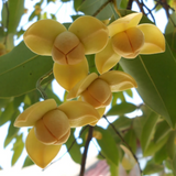 Rumdul Fruit (Sphaerocoryne Affinis) Seedling Fruit Plant (Home & Garden Plants)