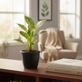 Air Purifying Plants Combo Set Of 2 [ZZ Plant & Philodendron Birkin] | Indoor Decorative Live Plants | Low-Maintenance | Ideal for Home & Office Décor