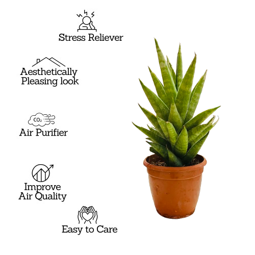 Sansevieria Hybrid Tower - Live Plant (Home & Garden)