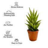 Sansevieria Hybrid Tower - Live Plant (Home & Garden)