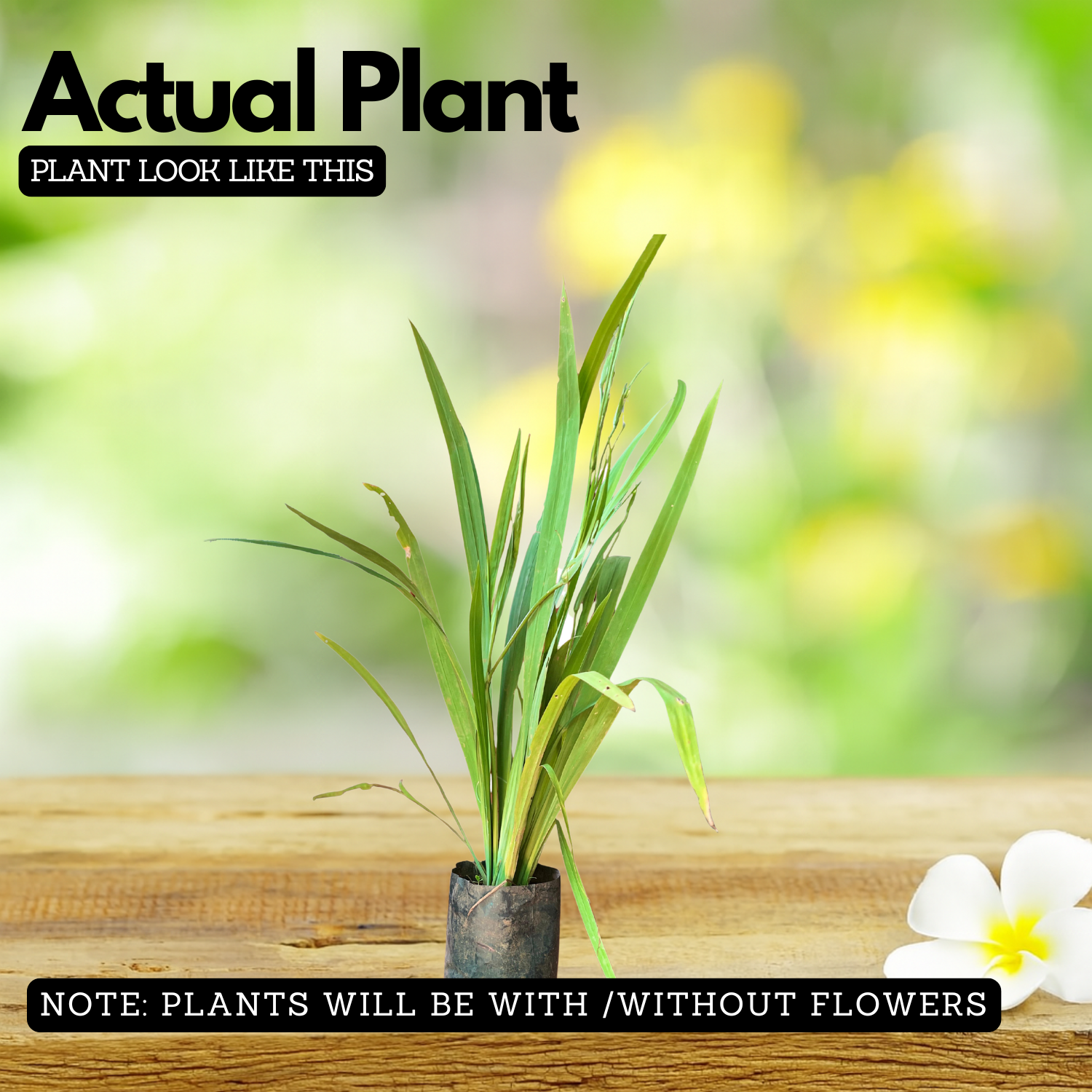 Iris Plant (Iris germanica / Iris spp.) Live Flowering Plant (Home & Garden)