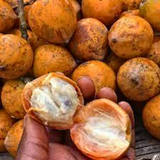 Udara Fruit (Chrysophyllum Albidum) Seedling Fruit Plant (Home & Garden Plants)
